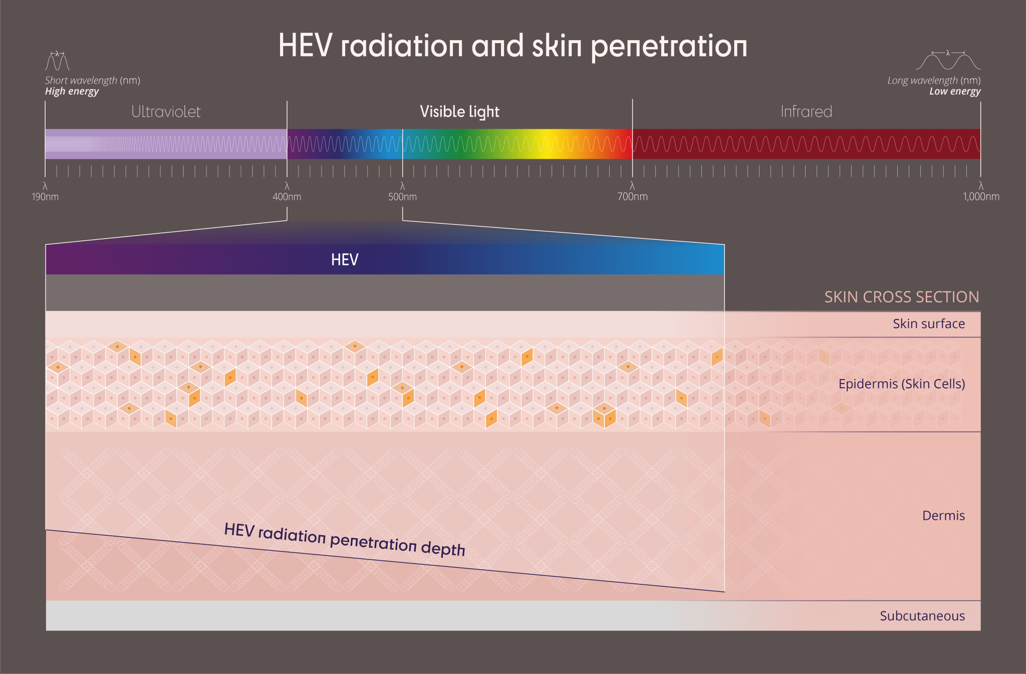 High Energy Visible (HEV) Light - Light Skin Science