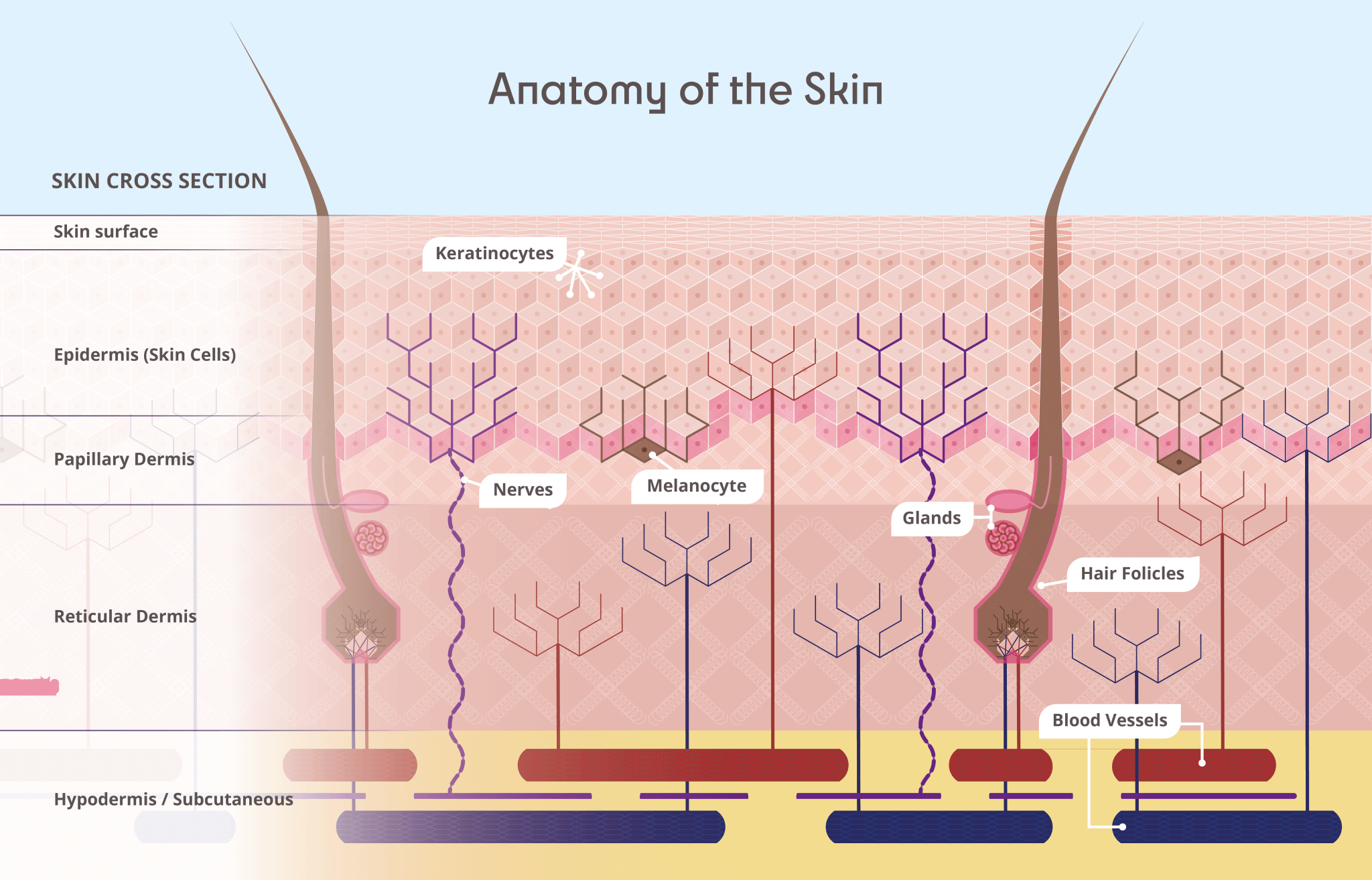 Anatomy of the Skin Light Skin Science
